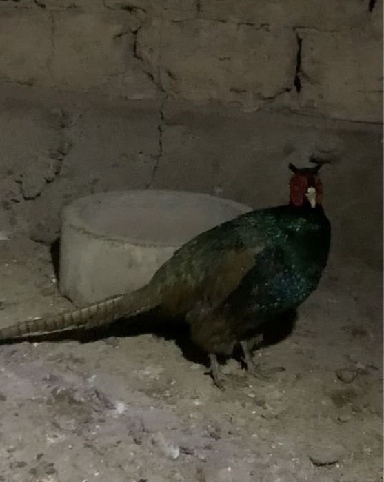 Продам фазана парочка