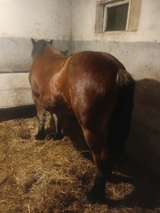 Vând o iapa și un mânz și o manza