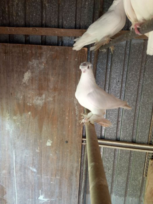 Продаётся пара белых двухчубые, валерные