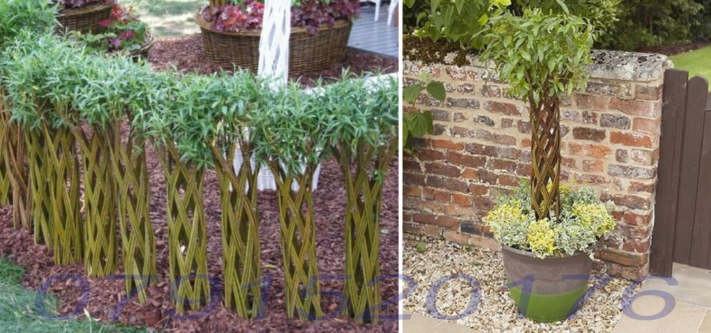 Salcie Salix americana tulpina impletita la ghiveci Posibilitate cumparare angro! Documente fiscale + Garantie + Inaltimi intre 140 - 300cm...