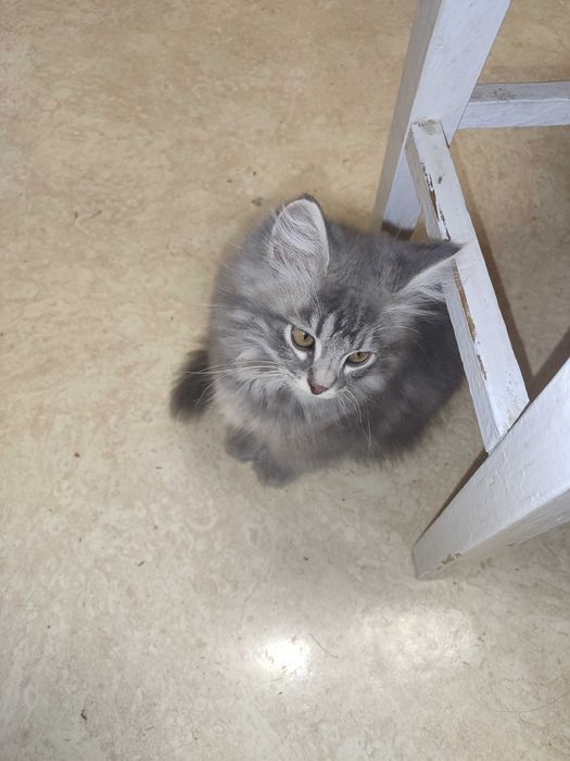 Котенок, британец