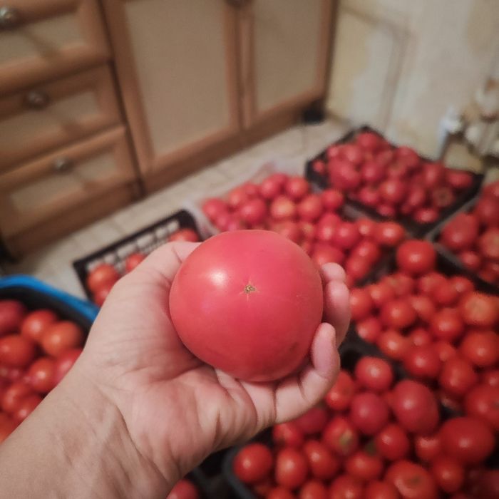 Продам домашние помидоры мясистые