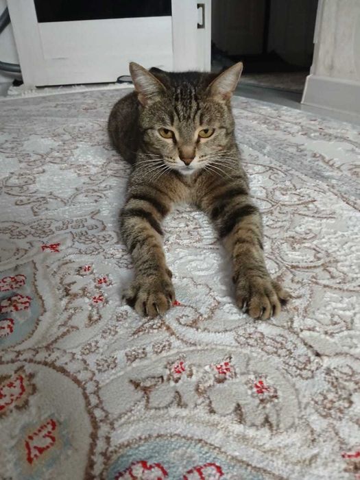 Пропала кошка домашняя