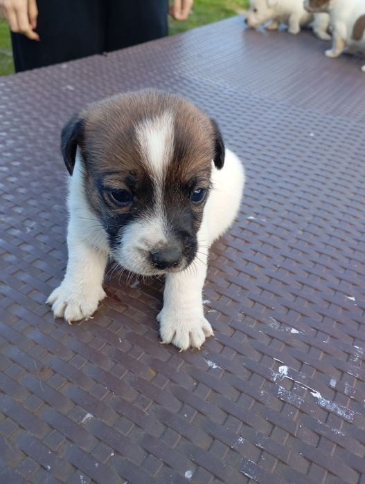 Джак ръсел териери