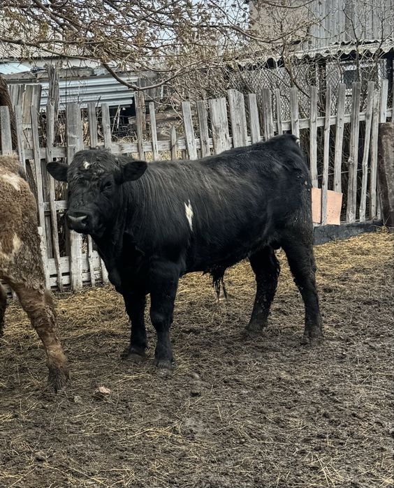 Продается   бык