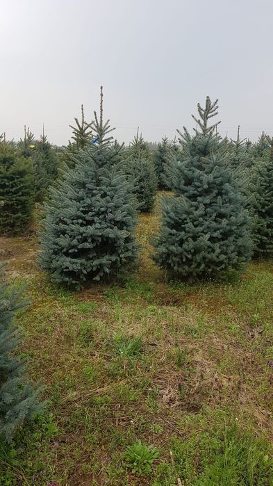 Vând brazii argintii și verzi