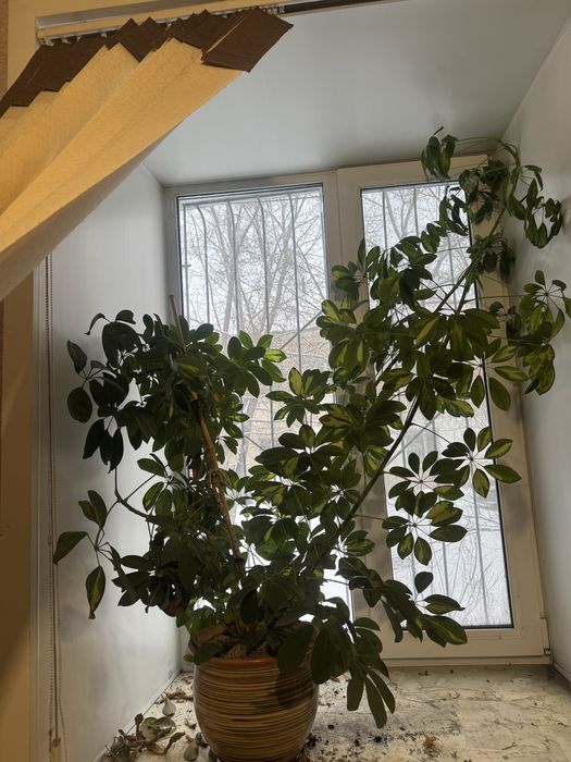 Цветок комнатный