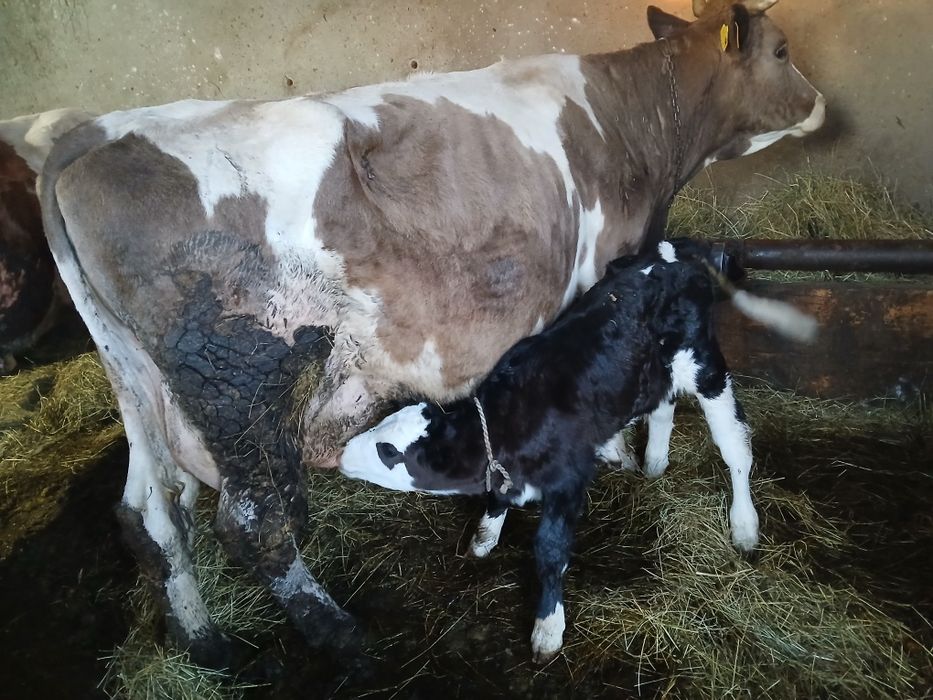 Vaca de vanzare cu vitel