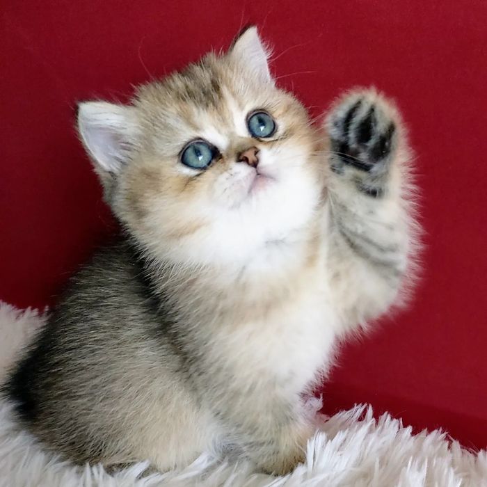 Золотая шиншилла