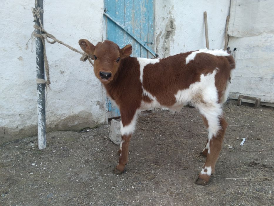 Бұзау сатылады, продам телёнка