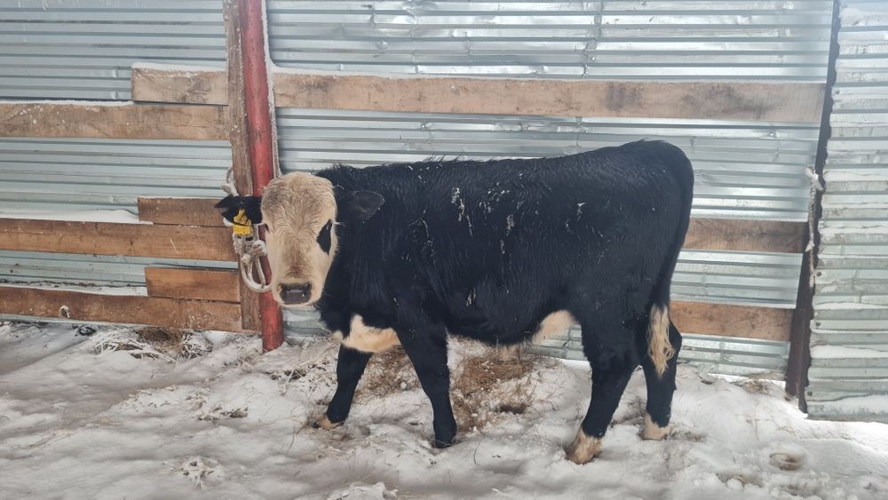 Бұқалар (бычки) сатамын