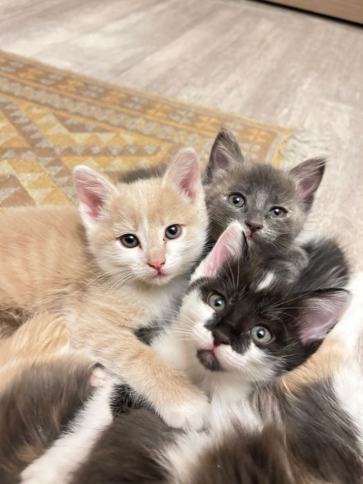 Эксклюзивное предложение