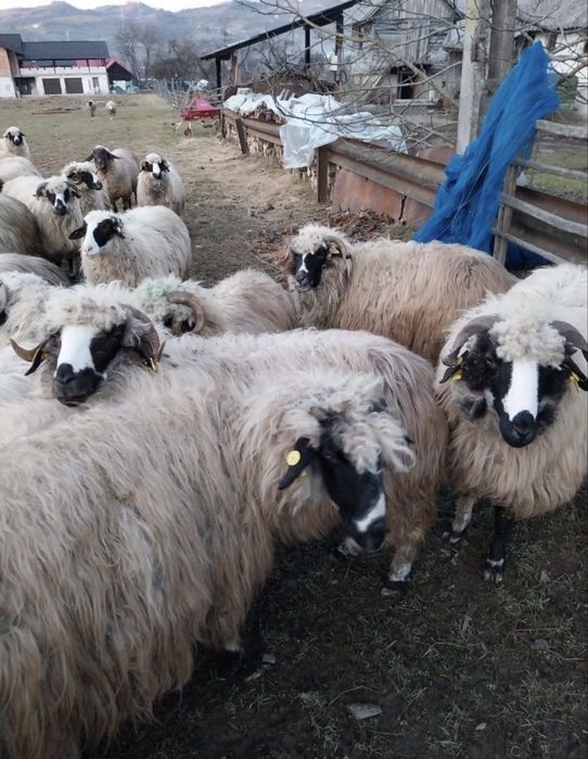 Oi tinere frumoase doresc sa isi  schimbe stăpânul 43 de bucati