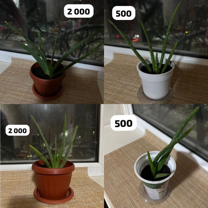 Алоэ вера продам комнатные цветы