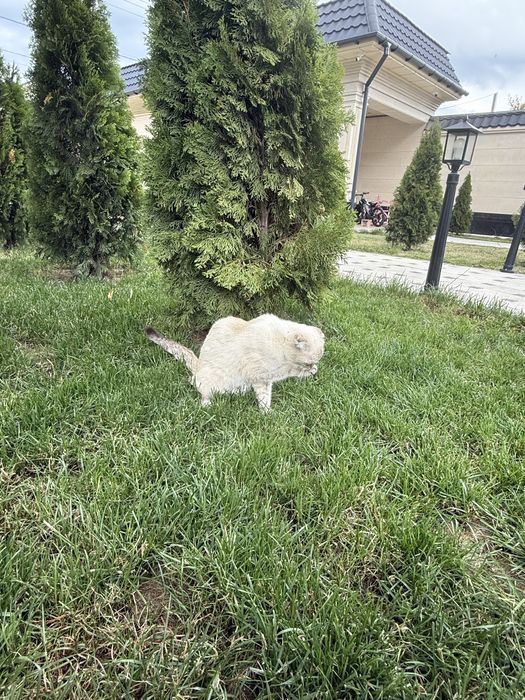 Кошка пародистая