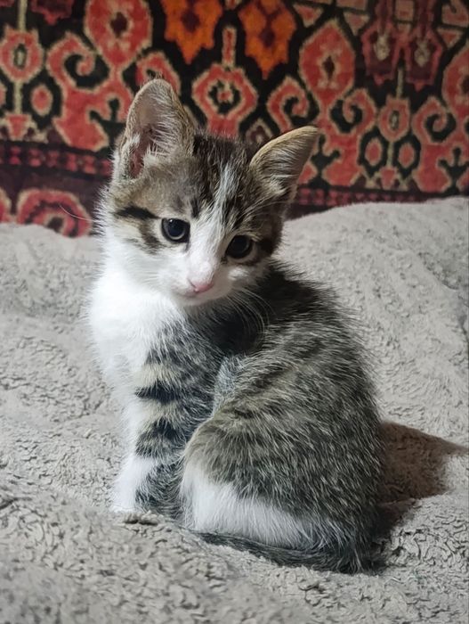 Отдаются котята, две девочки и один мальчик