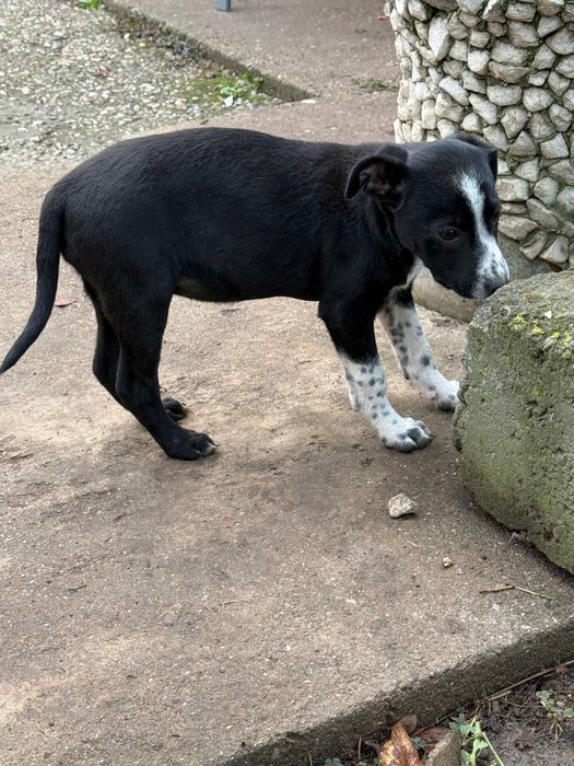 Adoptie 2  fetite frumoase