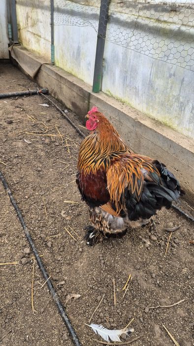 Cocoș brahma portelan