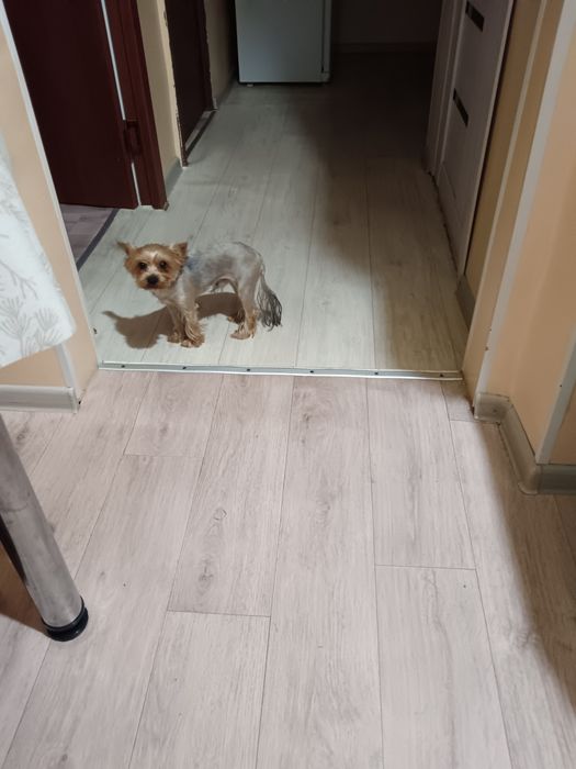 Кобель для вязки