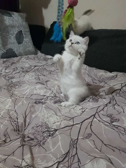 Британска/шотландска сребърна чинчила