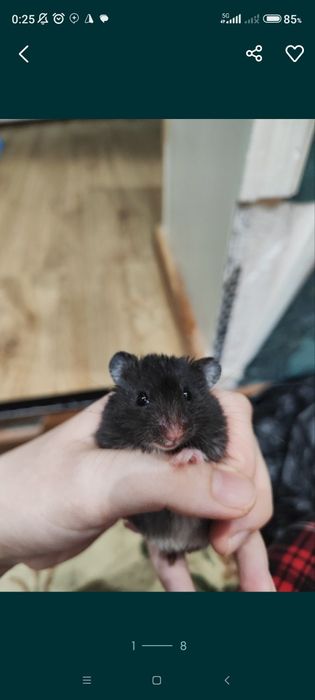 Хомяк сирийский мальчик