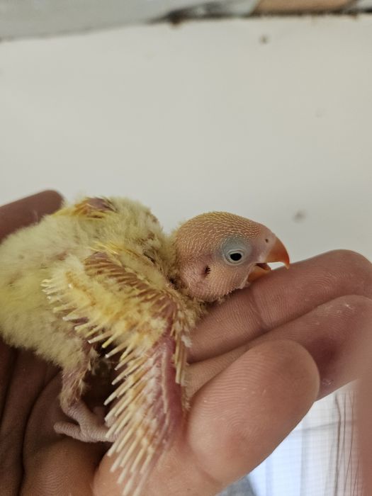 Pui papagali Agapornis si Calugar Crescuti sau pentru a fi crescuti la seringa