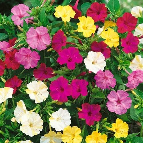 Семена цветов….мирабилис…….