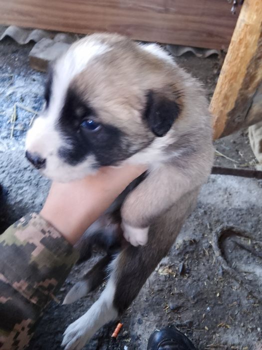 Продаётся щенок алабай мальчик