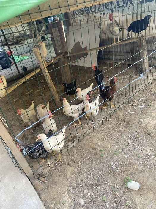 120 kunlikdan oshgan Jo’jala sotiladi Sergeli Xonobod