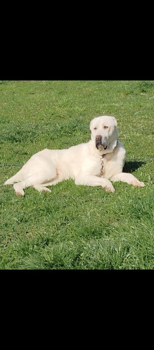 Cățea asia centrală