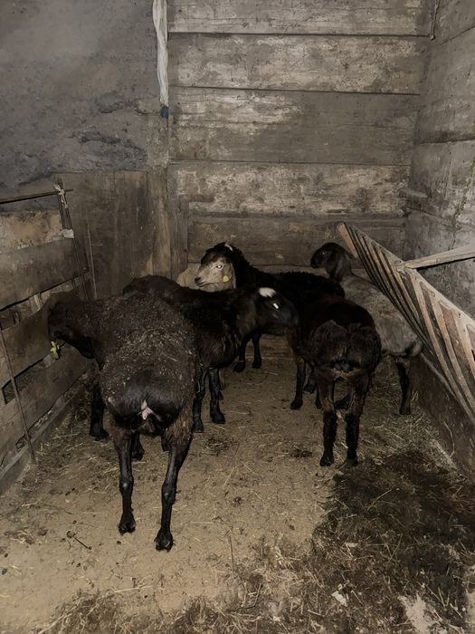 Қойлар, тоқтылар сатылады