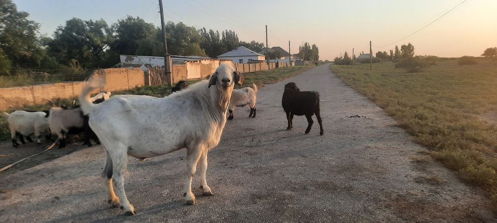 Үш жасар парода теке сатылады