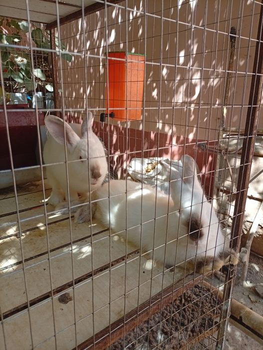 Kaliforniya zotli quyon