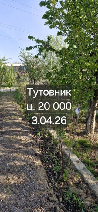 Дерево тутовник