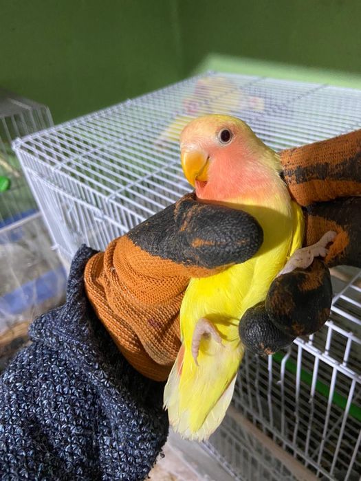 Попугаи неразлучники