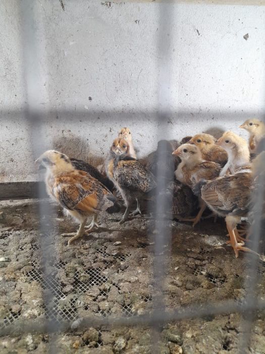 Цыплята Кучинский юбилейный