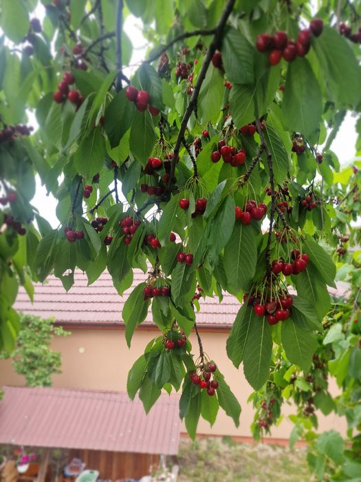 Cireșe 10 lei kg ,Vladimirescu Arad