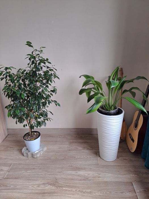 Гүлдер сатылады ( 3000 тг баста)