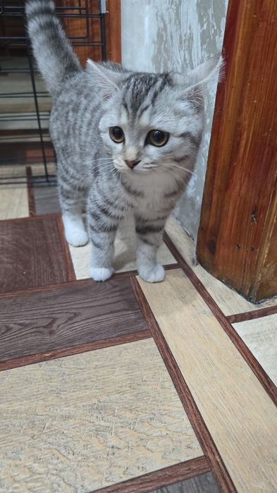 Потерялась кошечка, район вокзала.