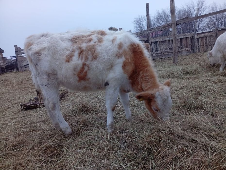 Ұрғашы сементал баспақ