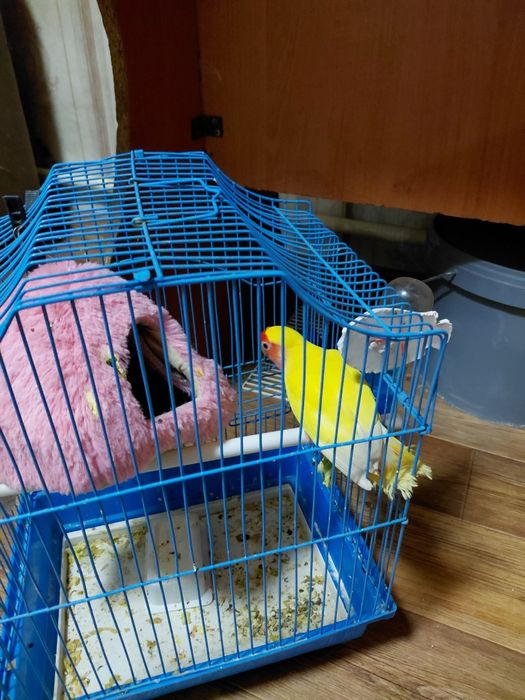 Продам разных попугай