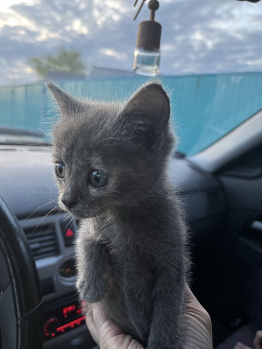 Отдам кошечку в добрые руки