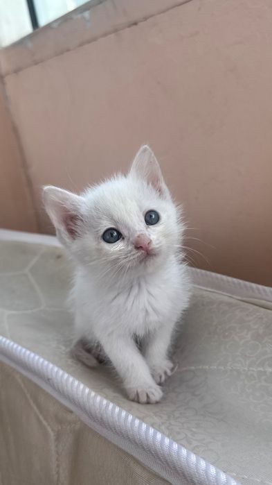 котята в добрые руки, отдам