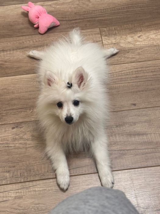 Продам щенка Японского шпица