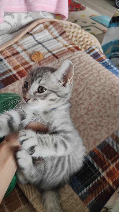 Отьдам домащный шотландский кошка