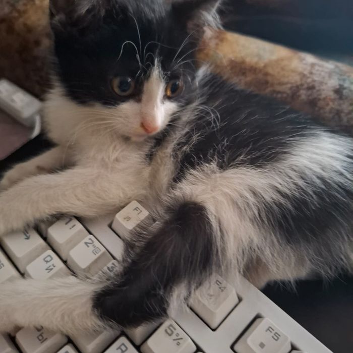 Отдам котенка в хорошие руки