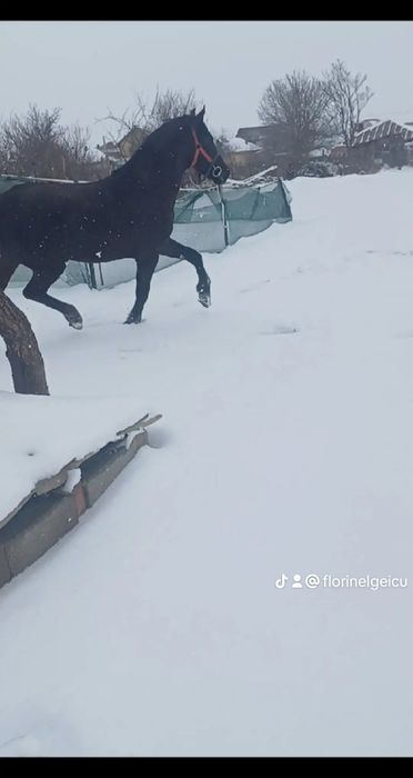 Vând cârlan metis de frizian!