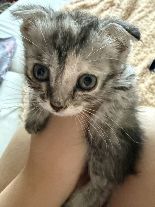 Вислоухая кошка,ласковая