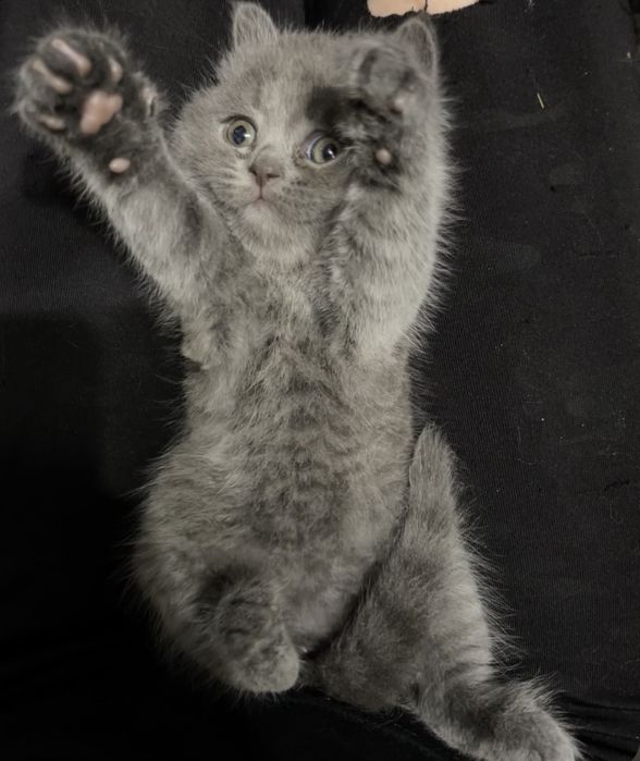 Британско котенце