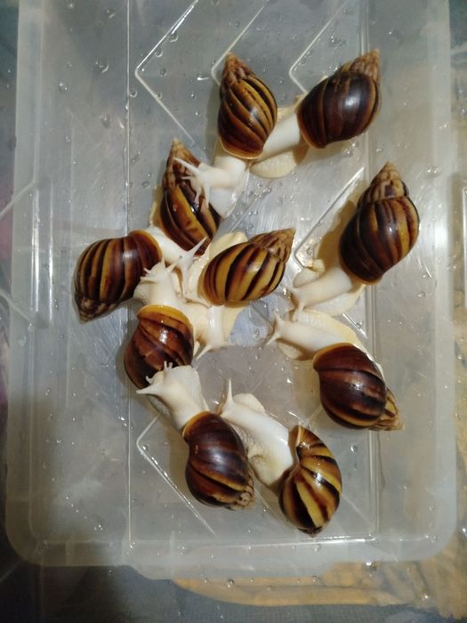 Улитки и яйца улиток ахатины фулики Альбино боди 10 000 сум